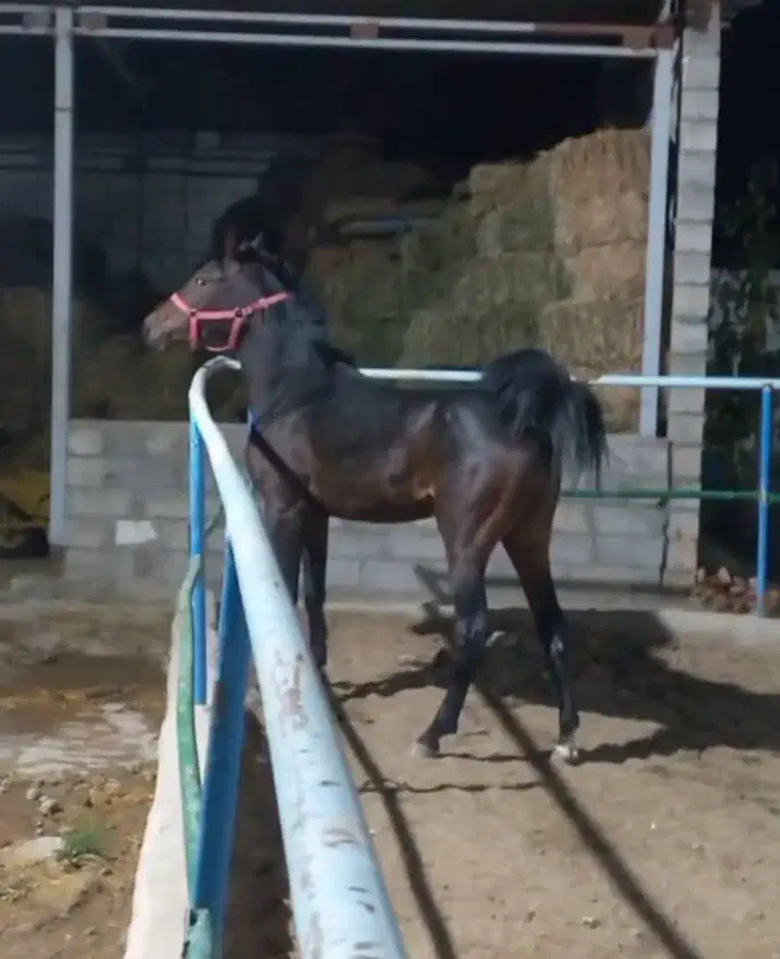 کره نریان از سیروان آقا وهاب لارتی|اسب و تجهیزات اسبسواری|ارومیه, |دیوار