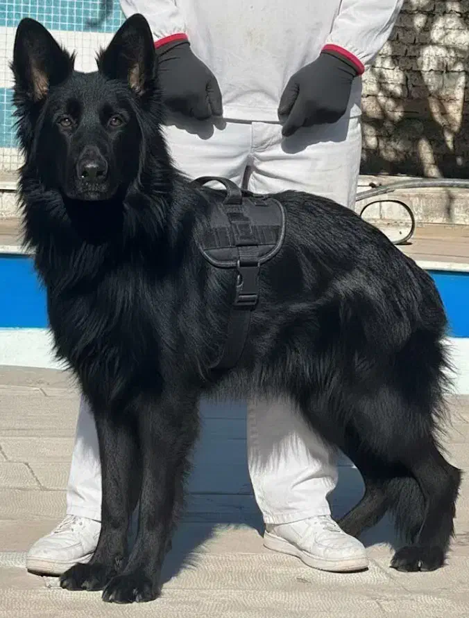 سگ  ژرمن بلک موبلندنر هشت ماه اموزش دیده فی ۴۰ م ت|سگ|تهران, تهرانسر شرقی|دیوار