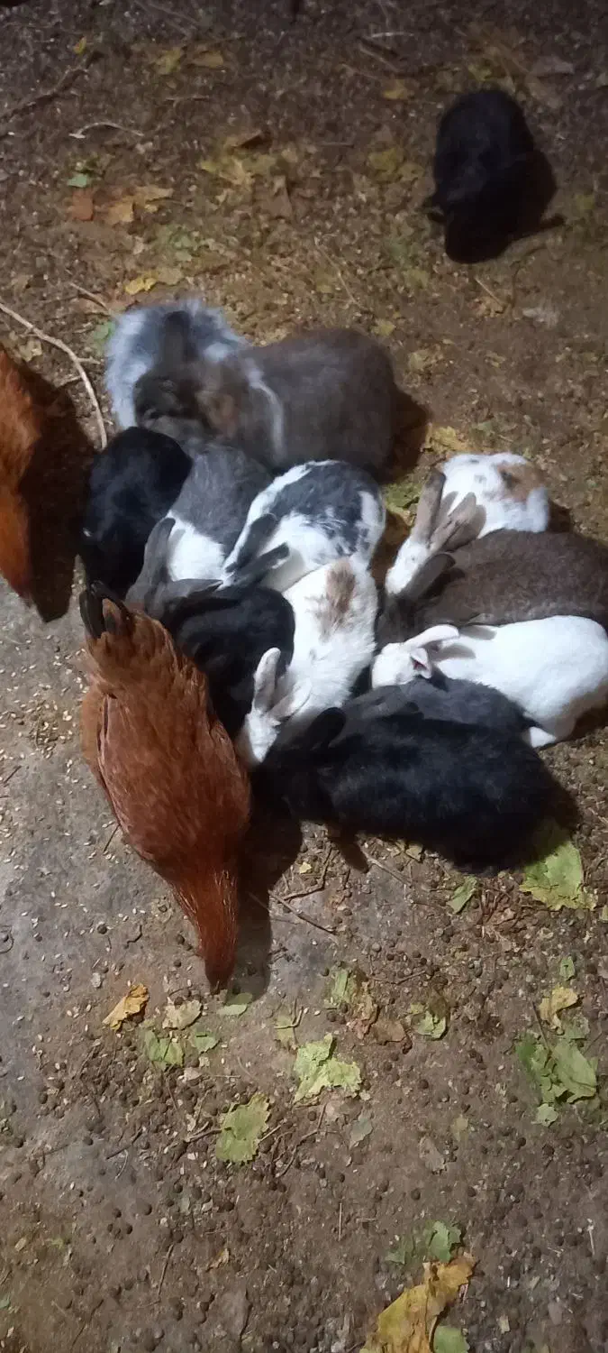 خرگوش|موش و خرگوش|قائن, |دیوار