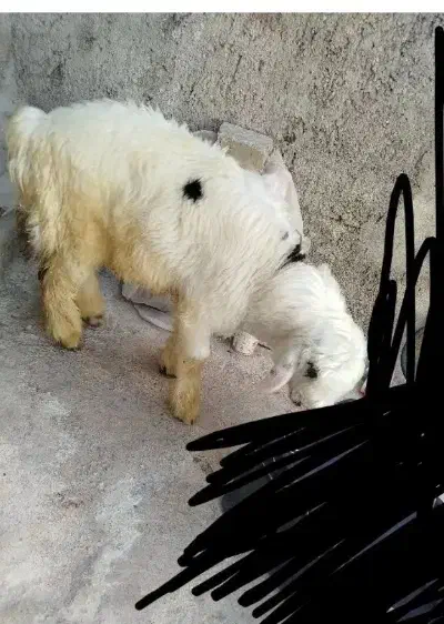 بره نره داشتی|حیوانات مزرعه|مسجد سلیمان, |دیوار