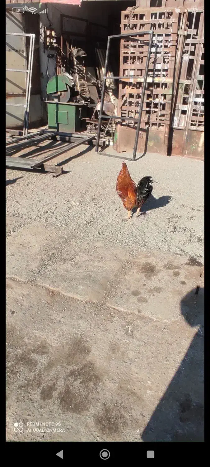 خروس|حیوانات مزرعه|سبزوار, غرب نیروگاه|دیوار