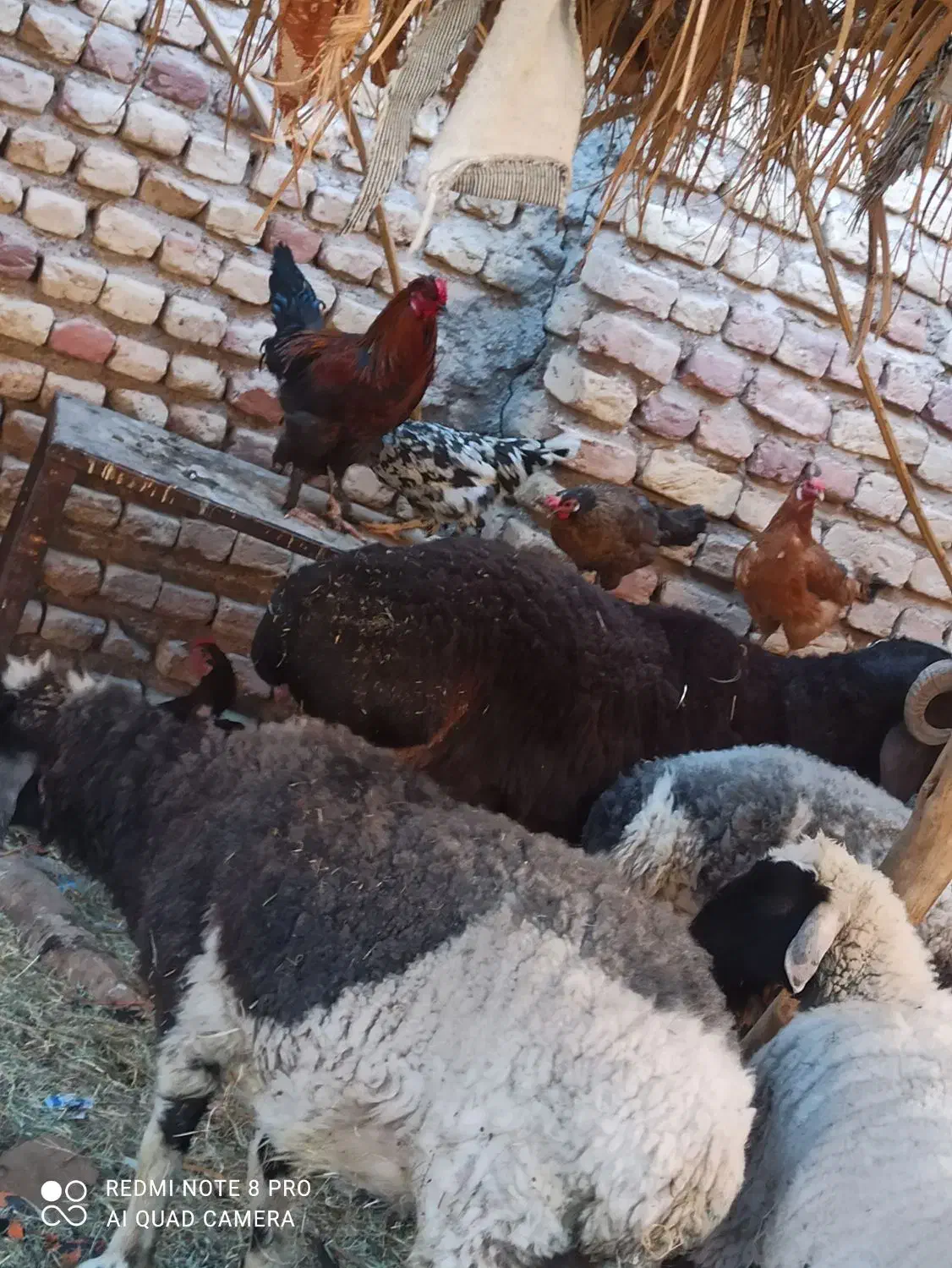 قوچ|حیوانات مزرعه|فهرج, |دیوار