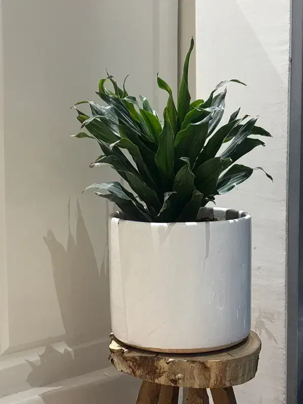 گلدان گل|گل مصنوعی|کرج, استاندارد|دیوار