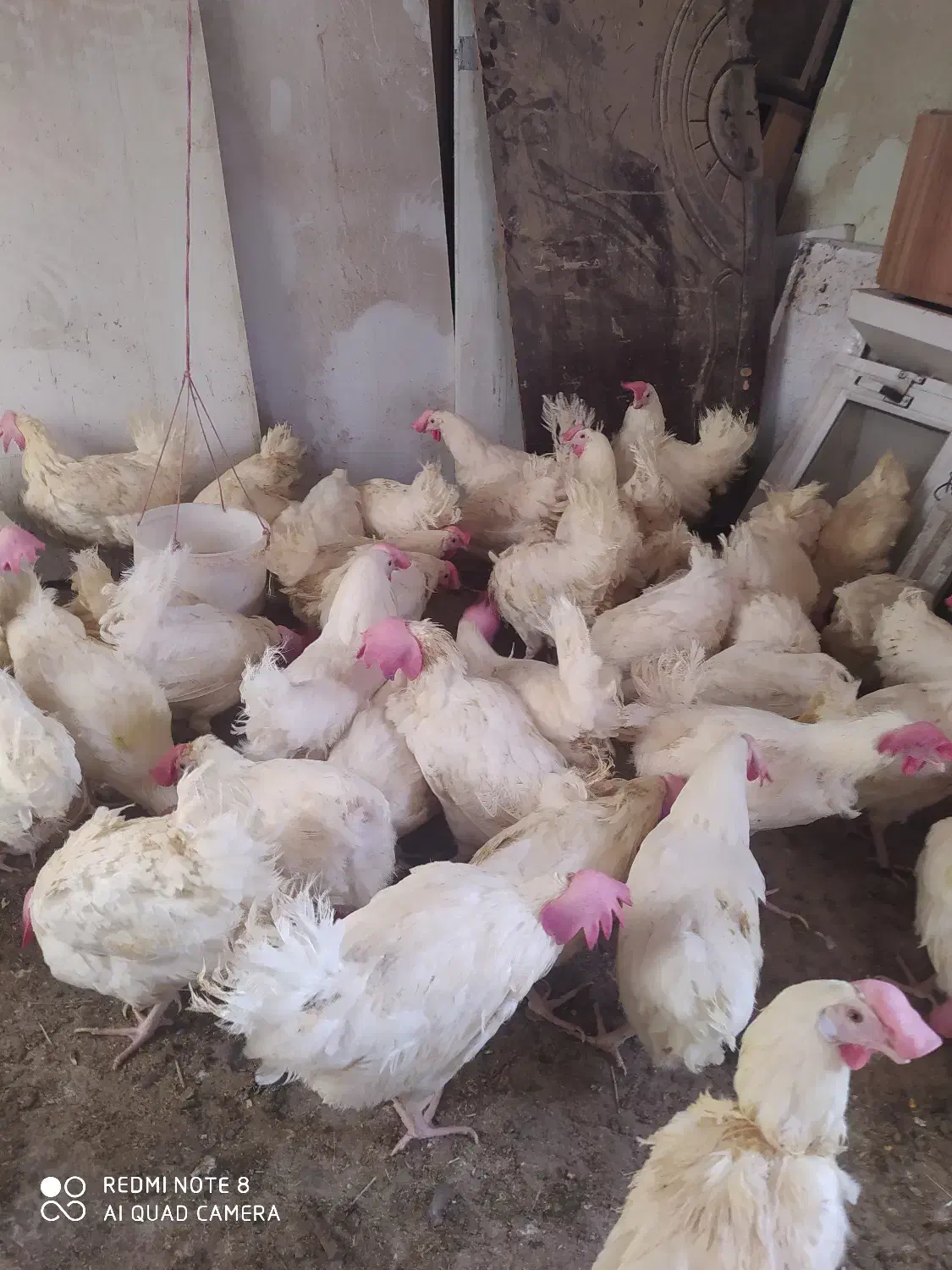 مرغ  تخم گذار|حیوانات مزرعه|شیراز, سعدیه شمالی|دیوار