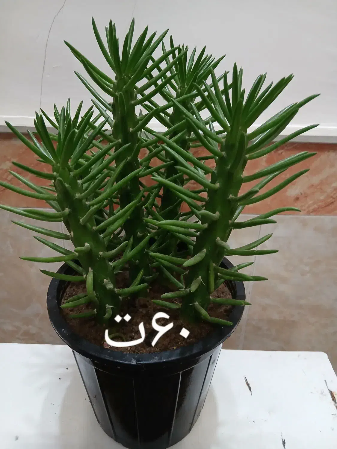 گلهای زیبا خانگی|گل و گیاه طبیعی|مرند, |دیوار