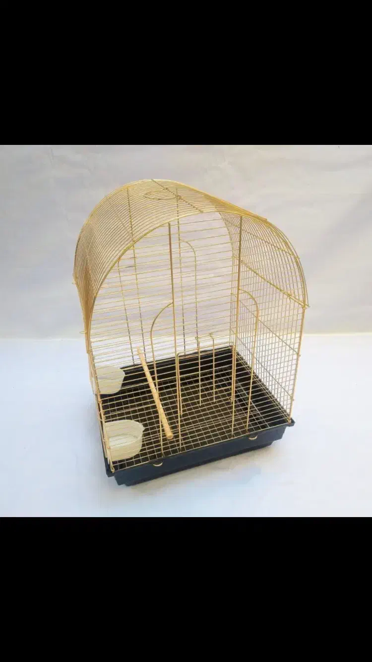 عروس هلندی گم شده پیدا شده|حیوانات|تهران, فردوس|دیوار