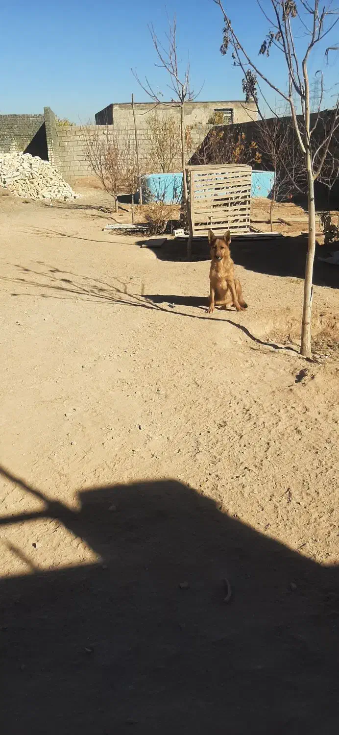 سگ ژرمن|سگ|مشهد, رده|دیوار