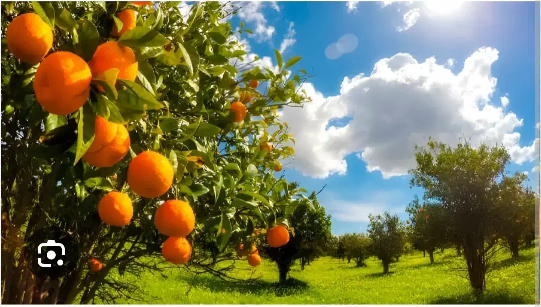 زمین باغی روستای سرآب‌ننیز|فروش دفتر صنعتی، کشاورزی، تجاری|دوگنبدان, |دیوار