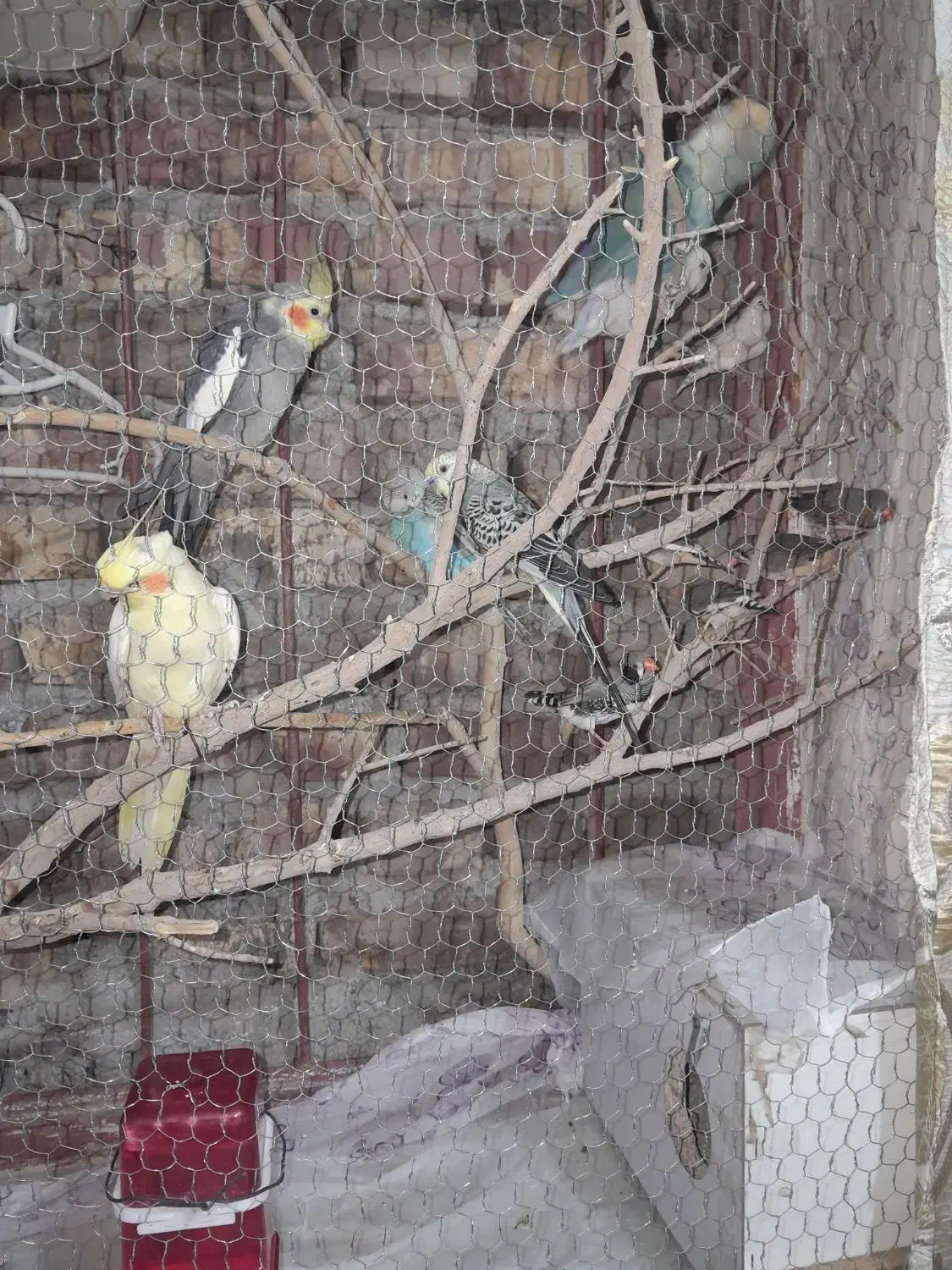 ۵عدد فنج و جفت عروس بفروش میرسد دوستمحمد|پرنده|هیرمند, |دیوار