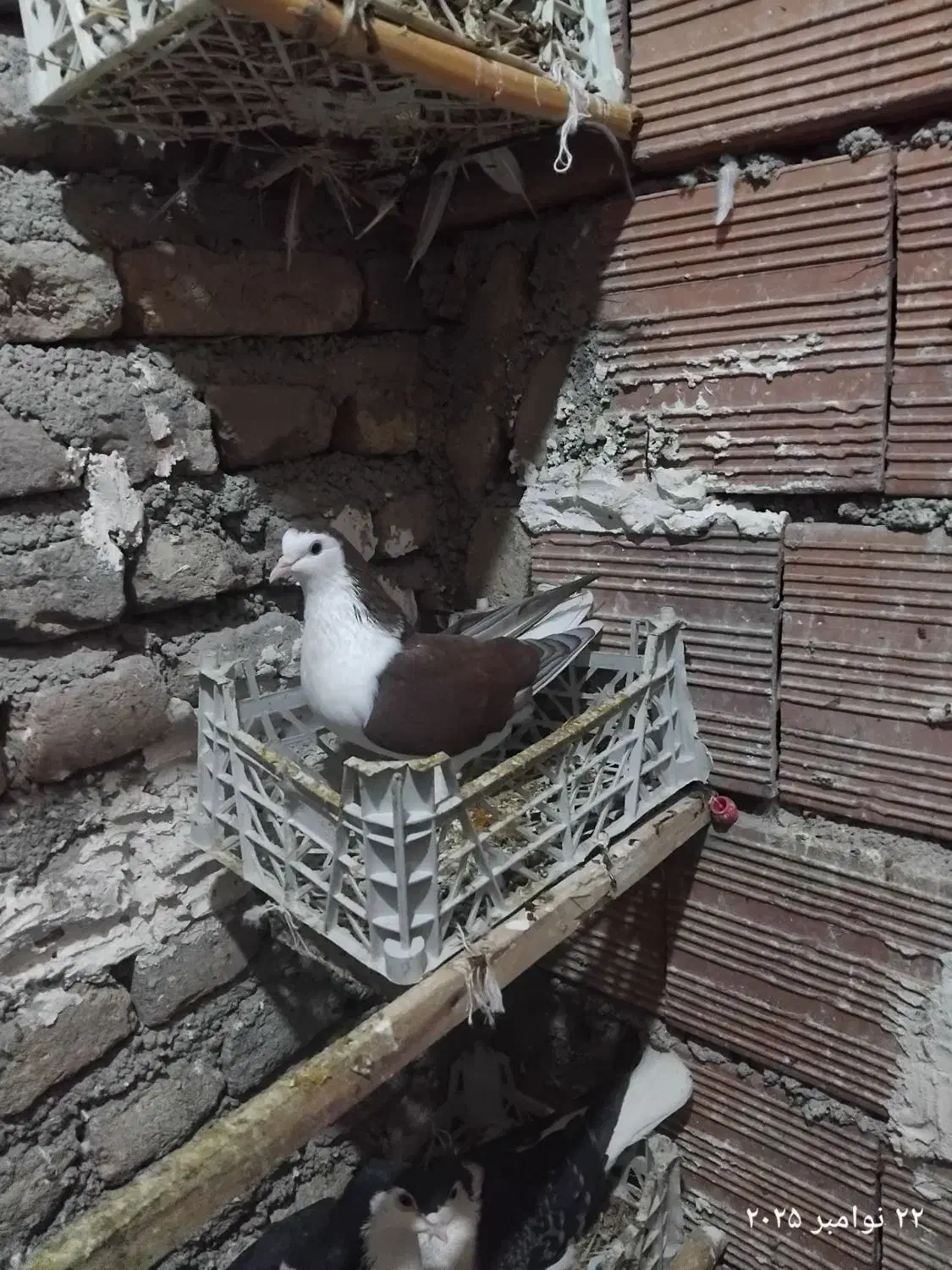 ساده سرخ|پرنده|نگین شهر, |دیوار