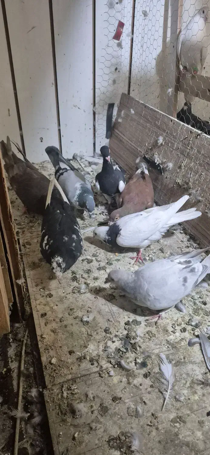 ۷ تا حیون سالم  ۱۲۰۰|پرنده|تهران, بهارستان|دیوار