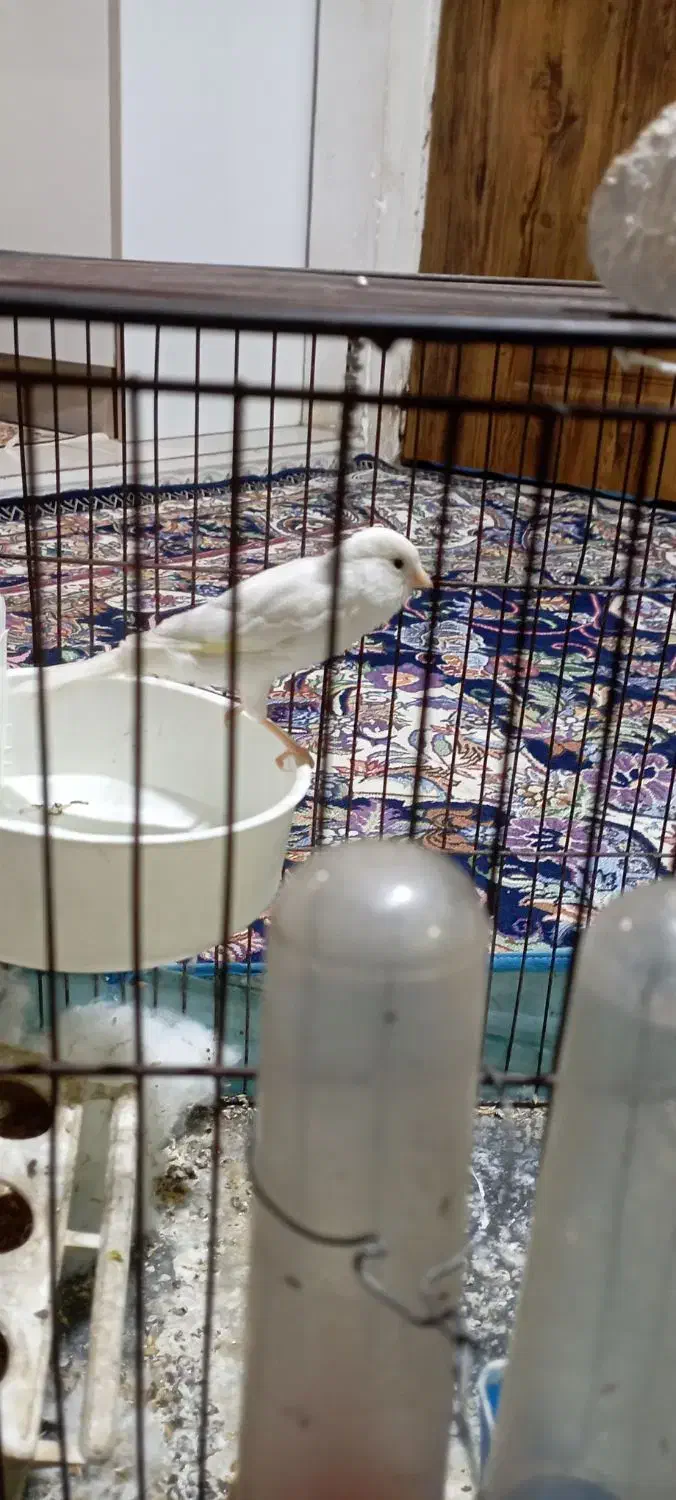 قناری ماده|پرنده|پاکدشت, پاکدشت (مامازند)|دیوار