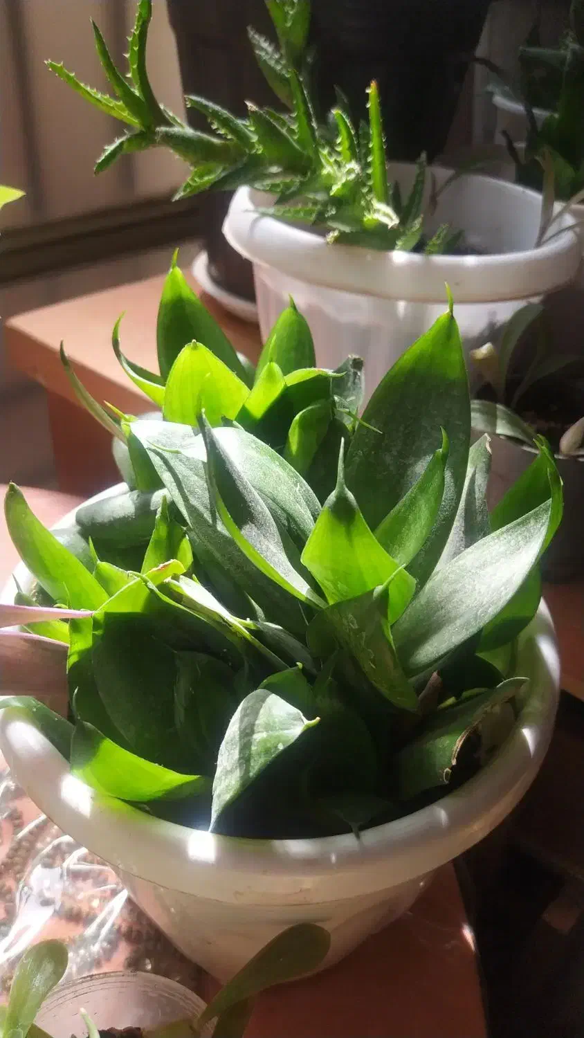 گلدون|گل و گیاه طبیعی|قوچان, |دیوار