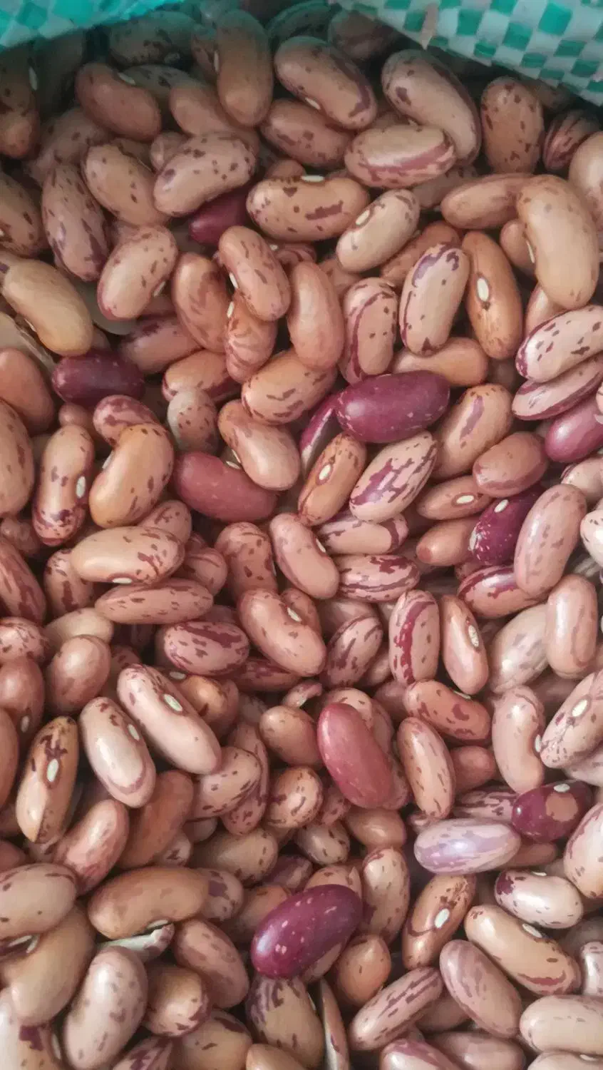 لوبیا چیتی|خوردنی و آشامیدنی|شیراز, شهرک مهدی‌آباد|دیوار