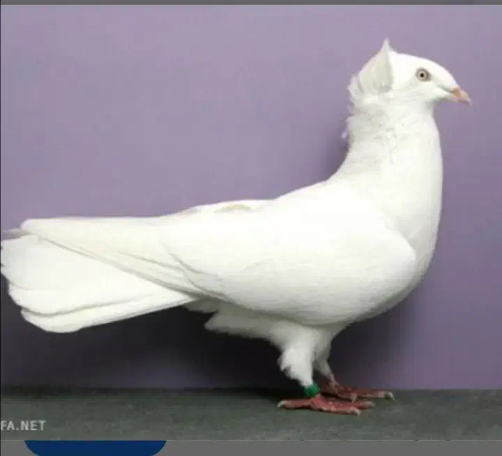 اسپانسر|خدمات پیشه و مهارت|فلاورجان, |دیوار