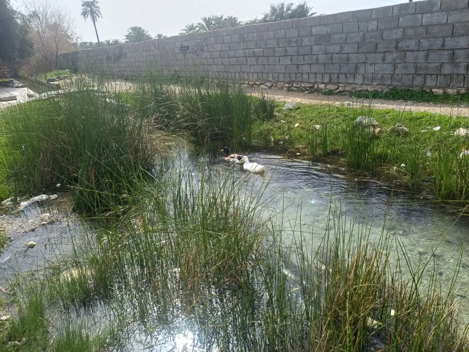 اردک|حیوانات مزرعه|بهبهان, |دیوار