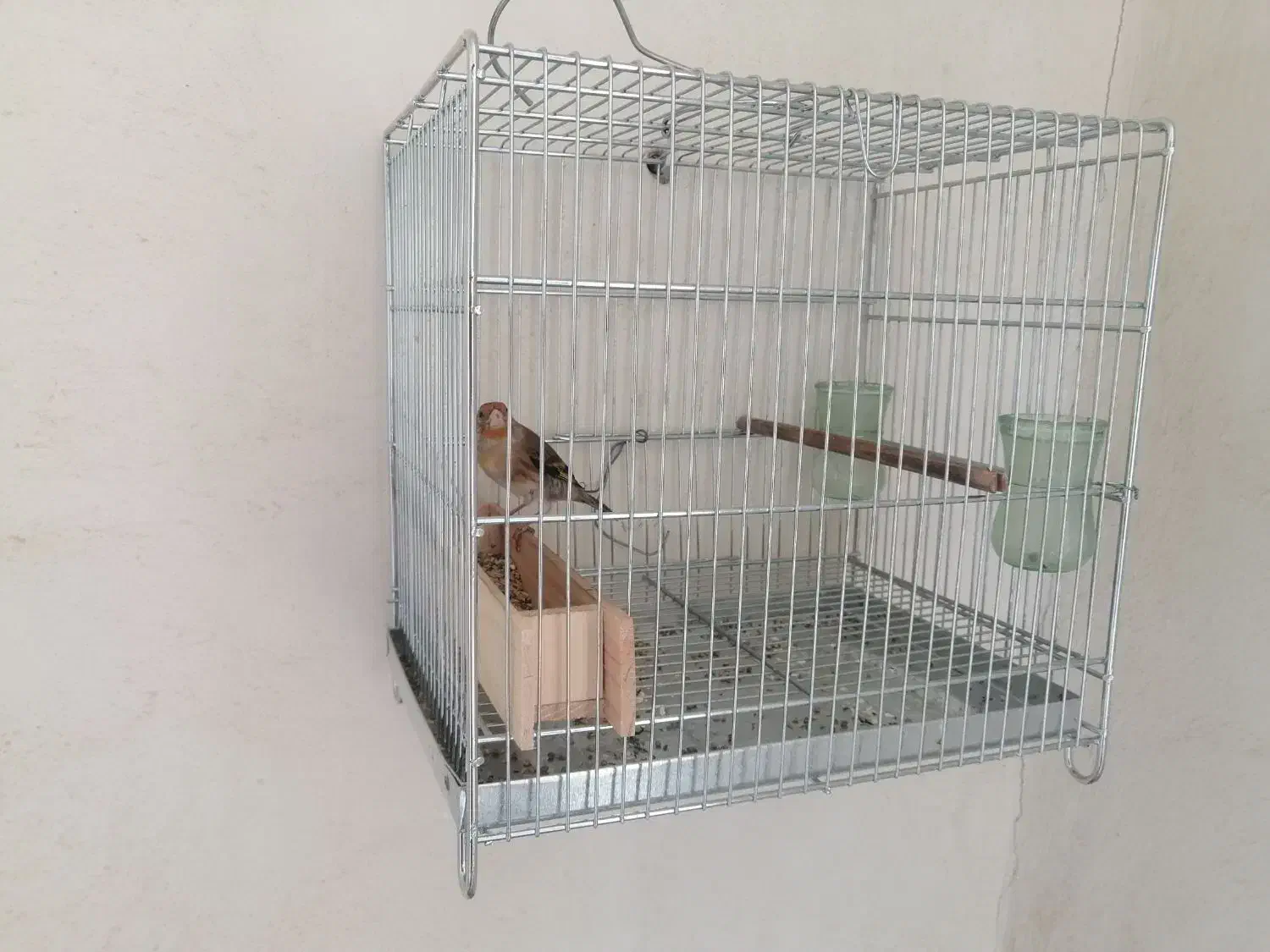 سهره قناری دهن زن|پرنده|صدرا-فارس, فاز ۱|دیوار