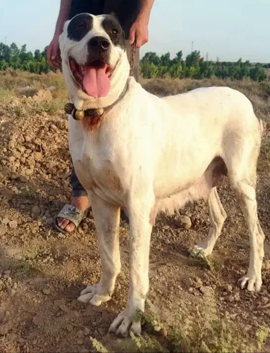 سگ سرابی|حیوانات|قم, جاده معدن|دیوار