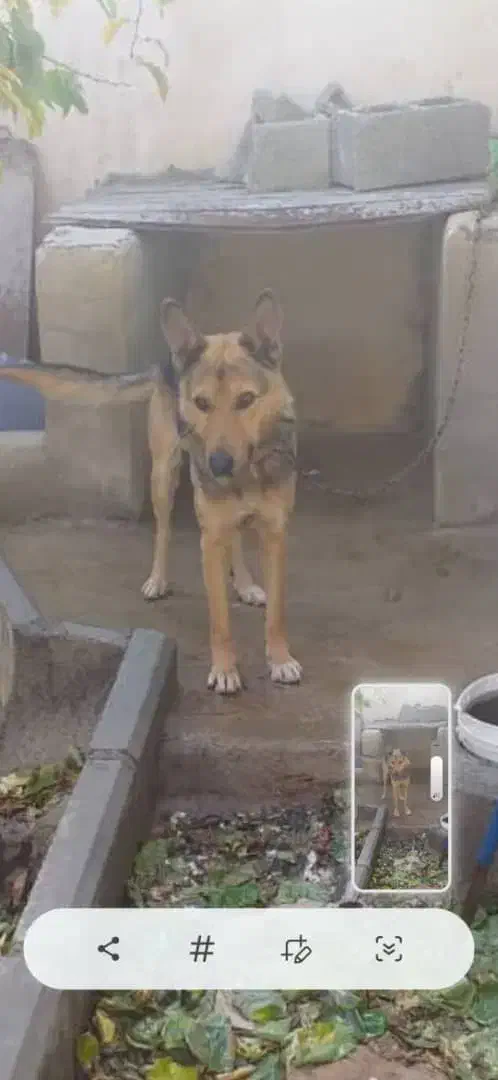 واگذاری یک قلاده سگ ژرمن در سعیدآباد هشتگرد|سگ|هشتگرد, سعید آباد|دیوار