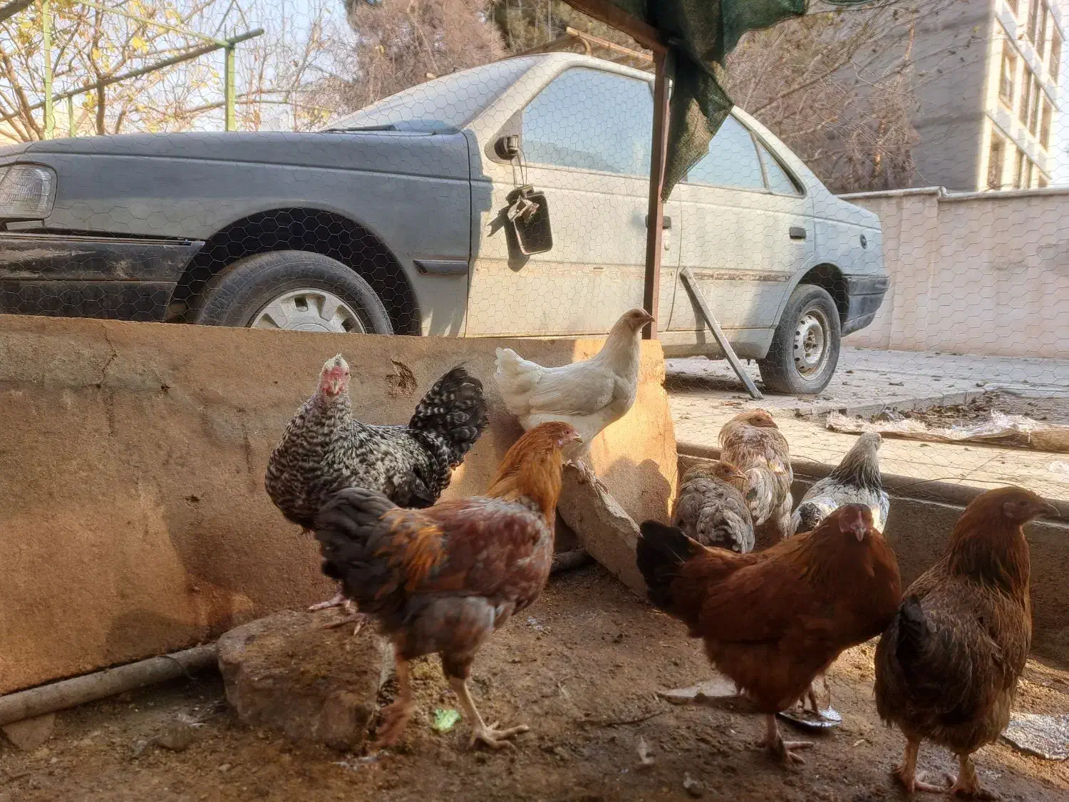 جوجه|حیوانات مزرعه|فردیس, منظریه|دیوار