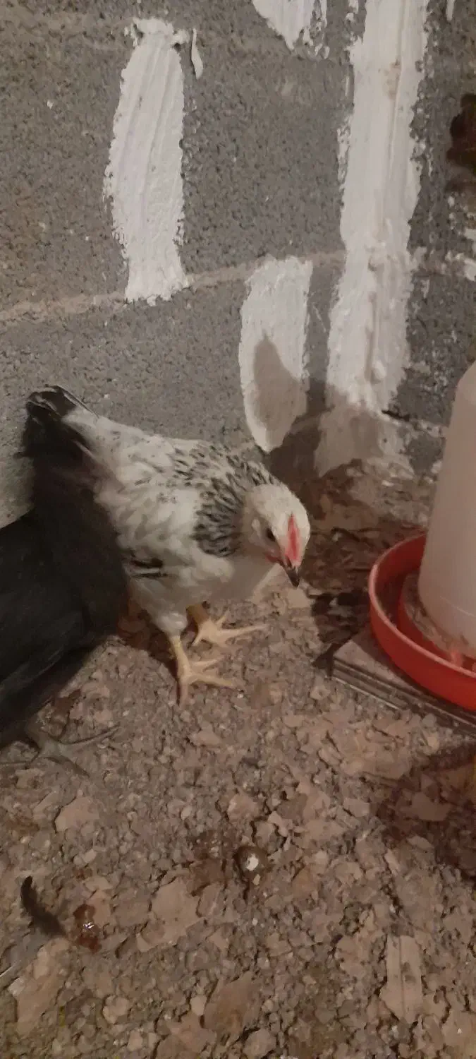 خروس جوان ۳ماهه|حیوانات مزرعه|طاهرگوراب, |دیوار