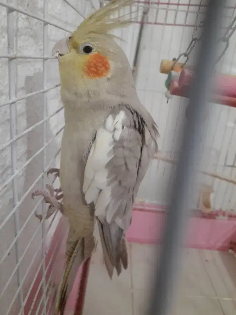 پرنده عروس نر|پرنده|کیلان, |دیوار