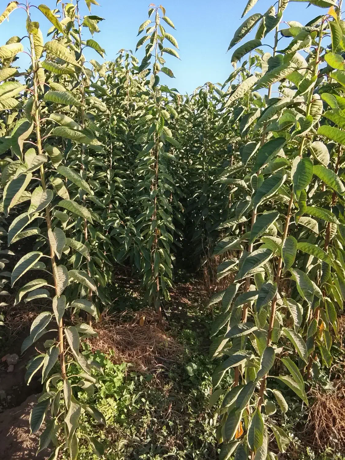 نهالستان حسن زاده شاهنامه شروع قیمت از30هزار تومان|خدمات باغبانی و درختکاری|مشهد, شمس آباد|دیوار