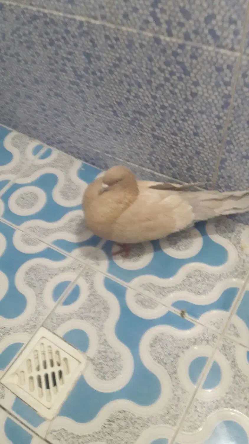 کبوتر کله ای هندی برنجی|پرنده|نجف‌آباد, یزدانشهر|دیوار