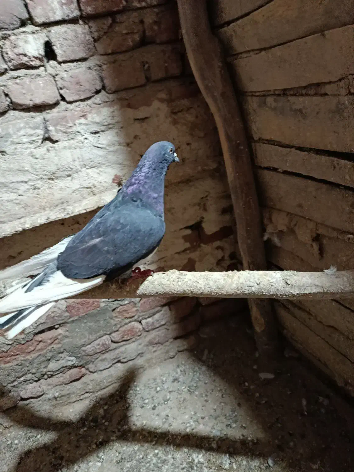 کبوترپرش سنکین|پرنده|چهاربرج, |دیوار