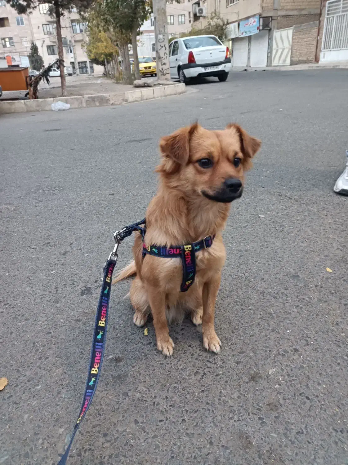 اشپیتز آلمانی خالص|سگ|فردیس, شهرک ۱۱۰|دیوار