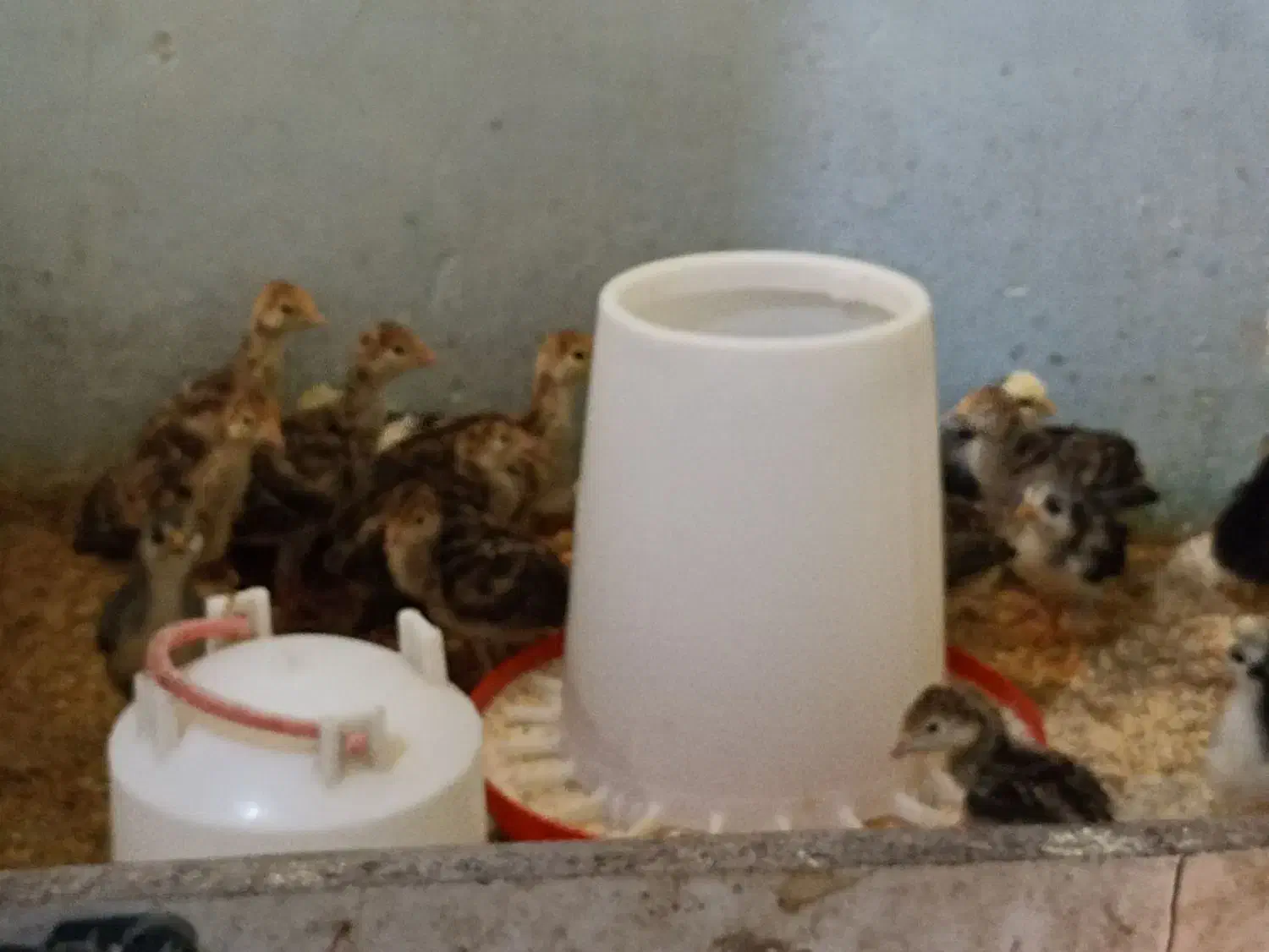 جوجه بوقلمون برنز|حیوانات مزرعه|همدان, |دیوار