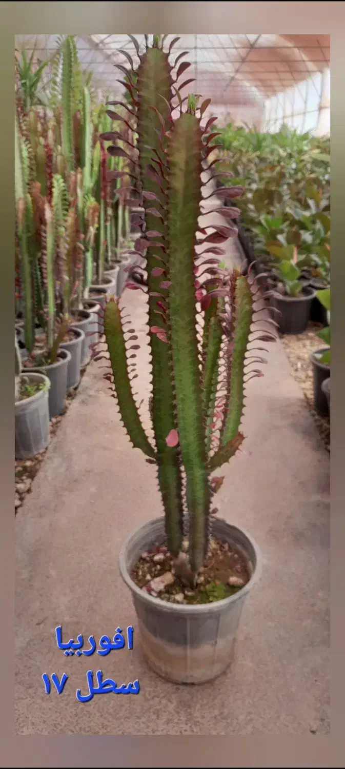 فروش افوربیا|گل و گیاه طبیعی|محلات, |دیوار