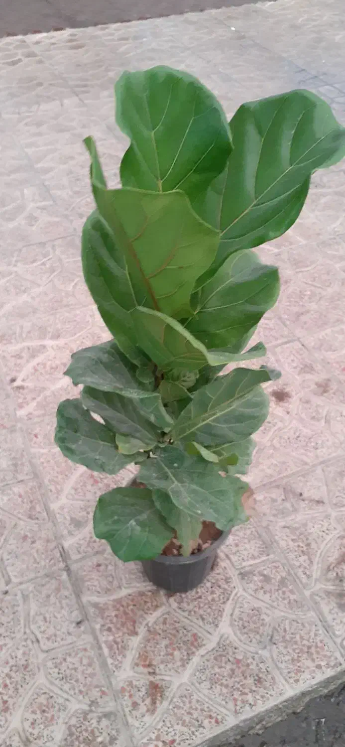 فیکوس بلک بزرگ|گل و گیاه طبیعی|فردیس, شهرک ارم|دیوار