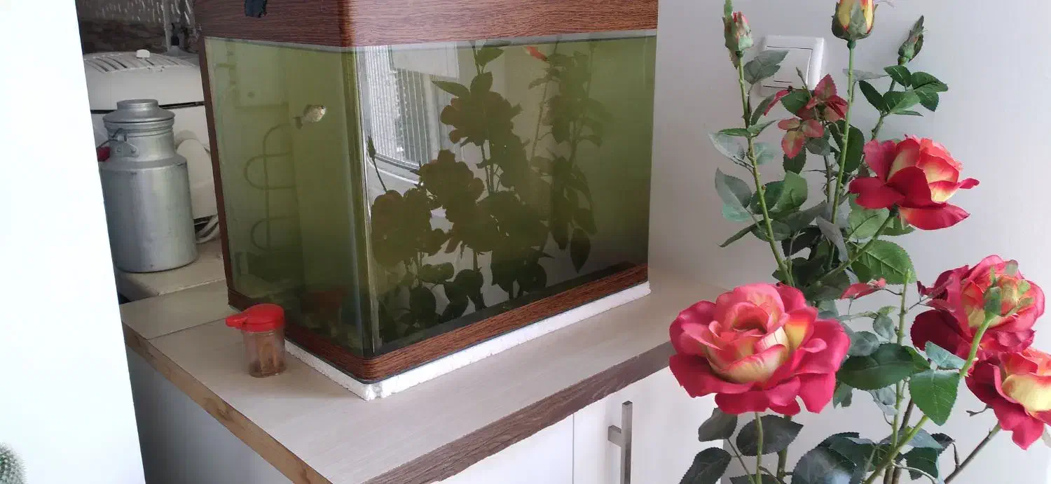 آکواریوم حرفه ای لبه خم|ماهی|قزوین, |دیوار
