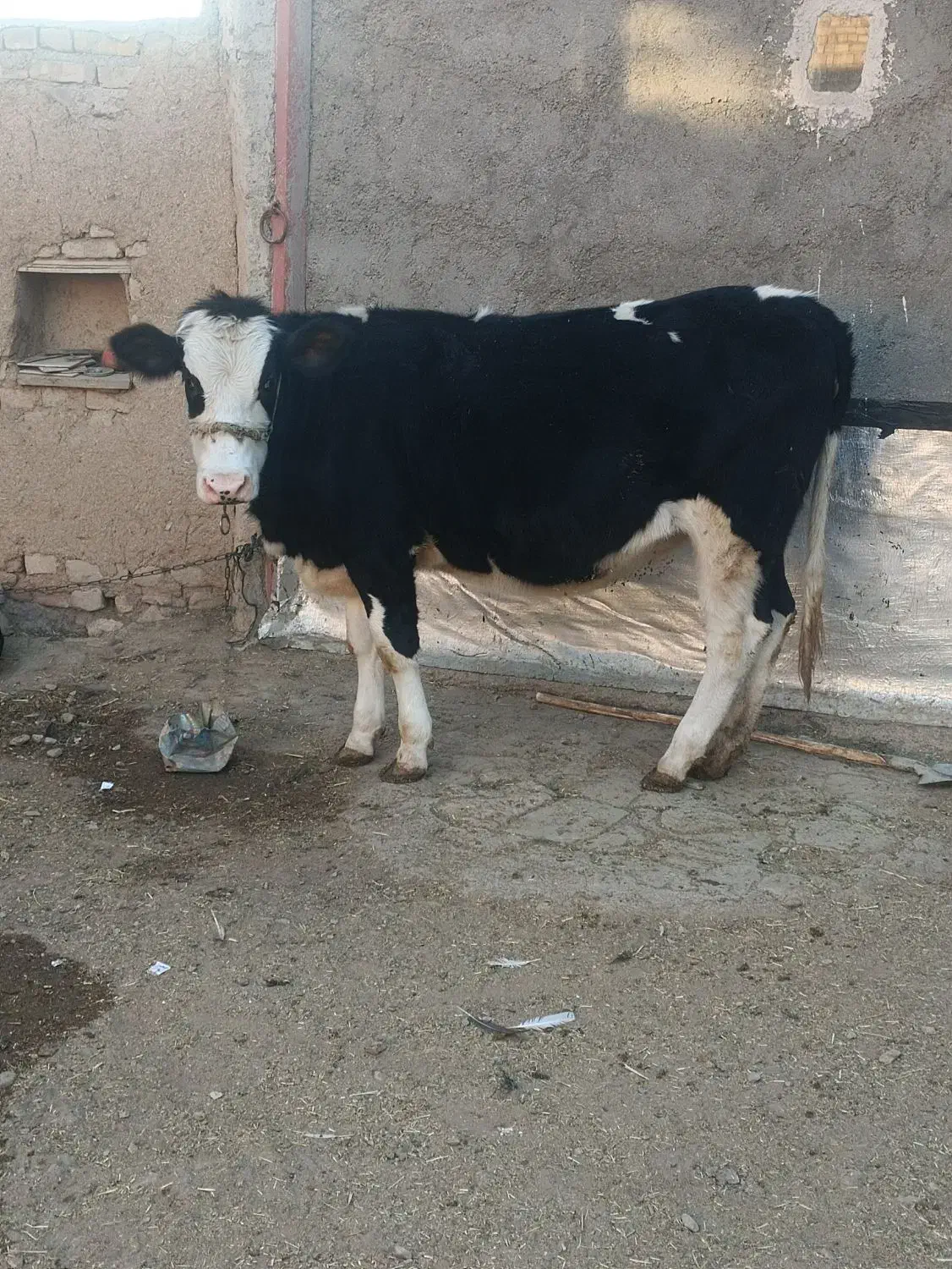 گوساله ماده آبستن|حیوانات مزرعه|رزن, |دیوار