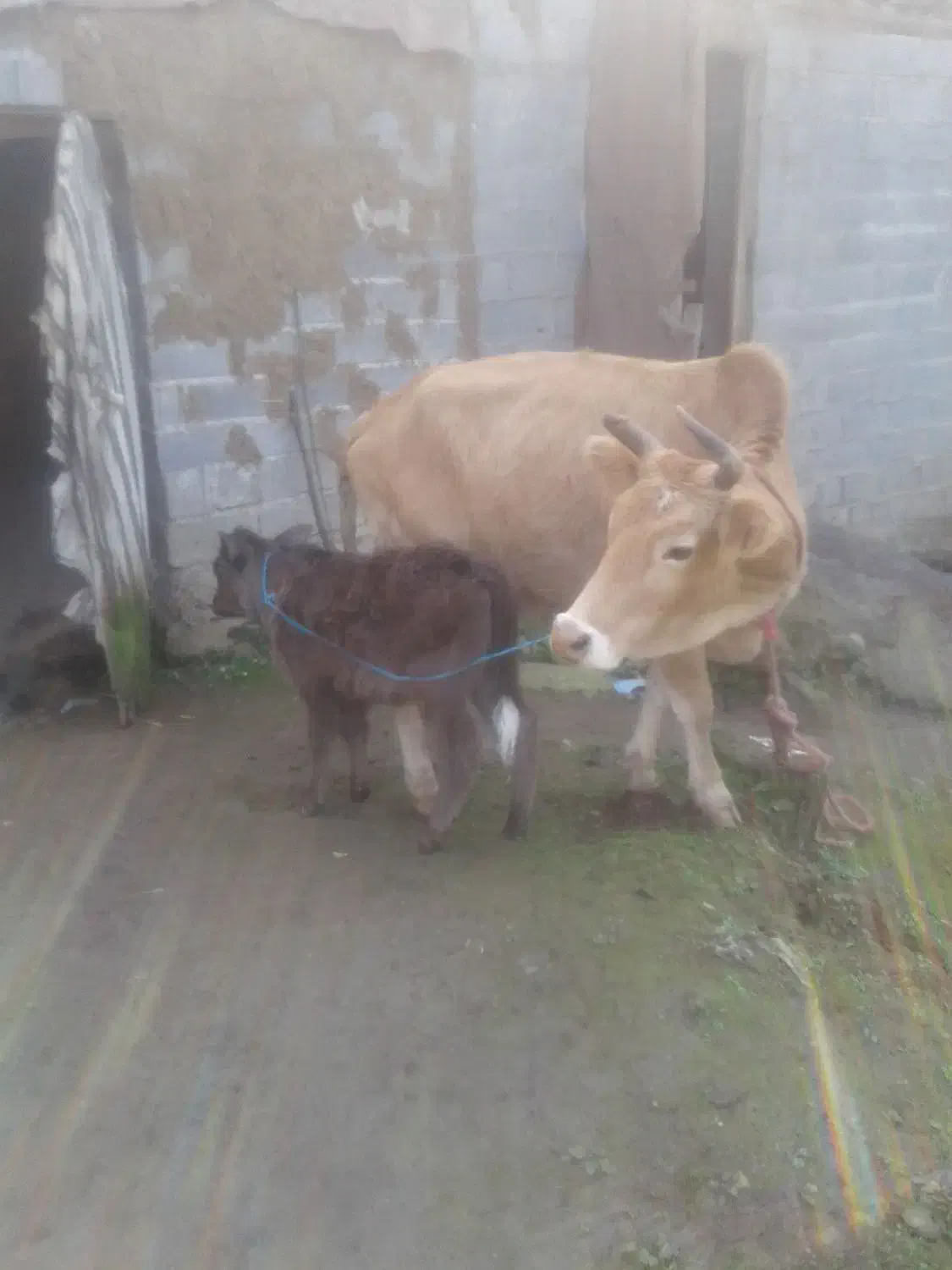 گاو.گوساله محلی|حیوانات مزرعه|اطاقور, |دیوار