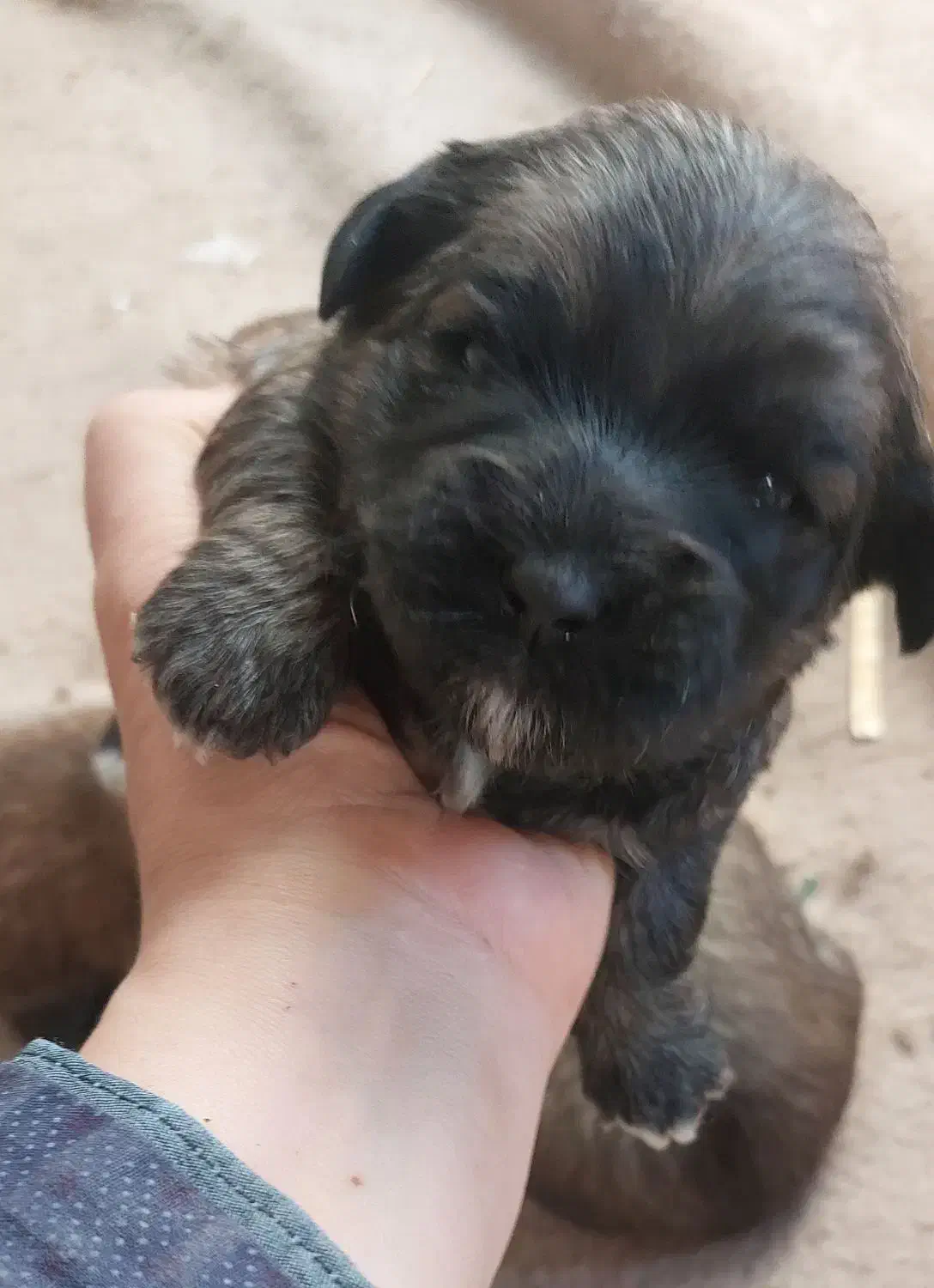 واگذاری شیتزو|سگ|ساری, |دیوار