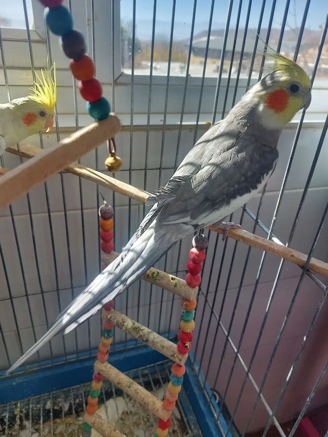 فروش ۲ عدد عروس هلندی نر|پرنده|سمیرم, |دیوار