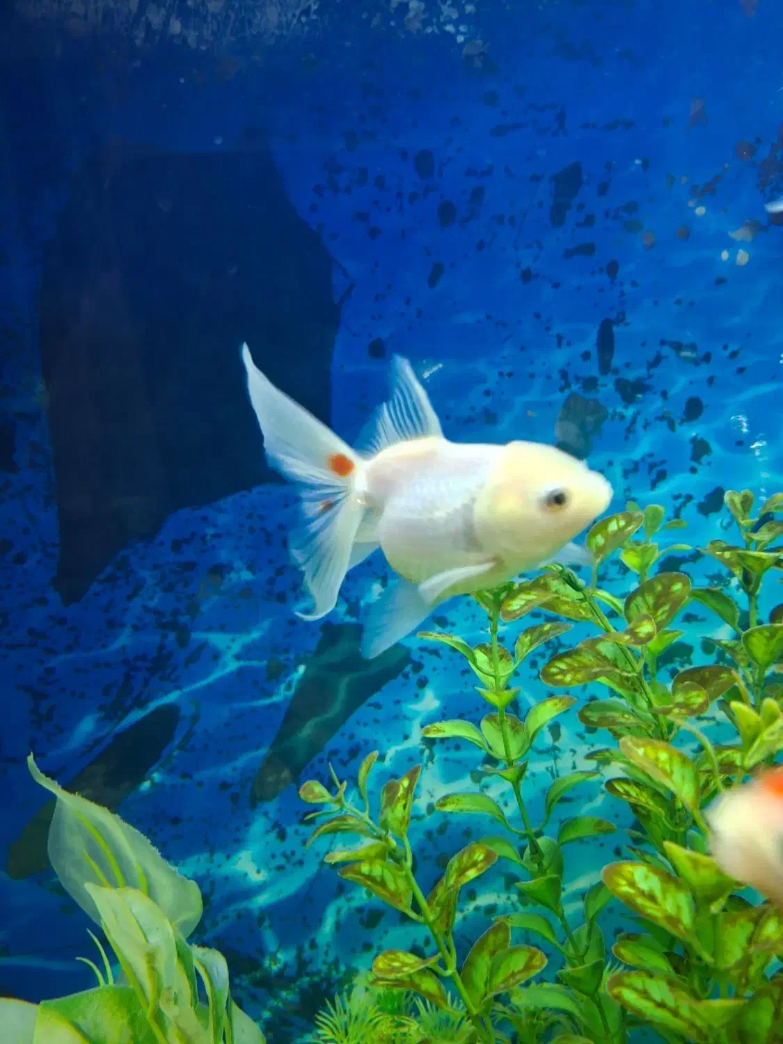 ماهی گلدفیش|ماهی|محمدشهر, محمدشهر|دیوار