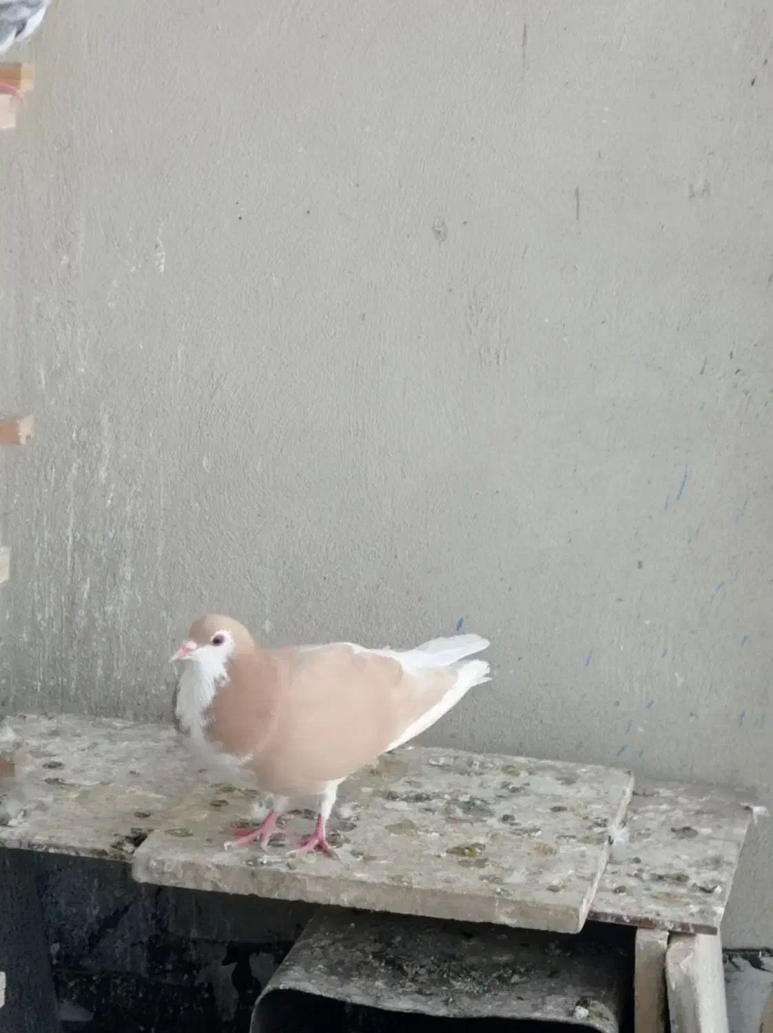 کفتر صیدقلدر|پرنده|مشهد, گرجی علیا|دیوار