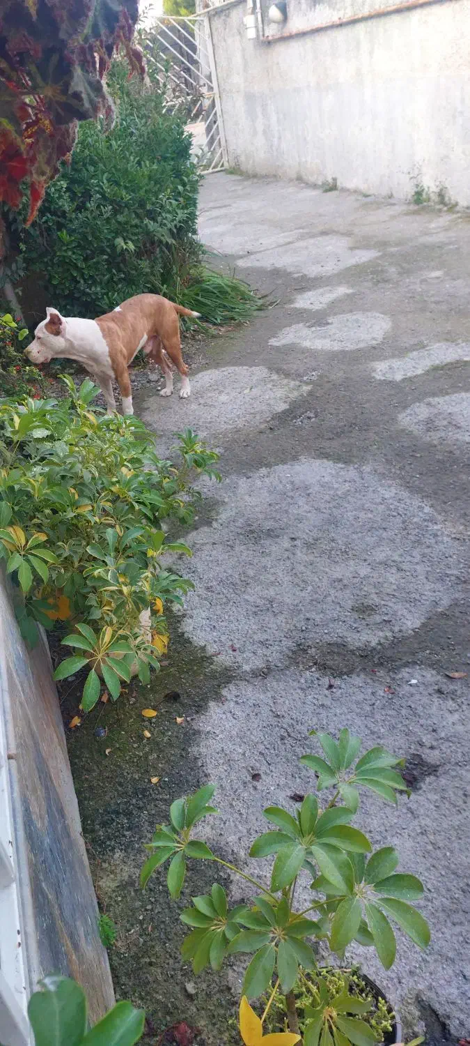 پیتبول اصیل|سگ|عباس‌آباد, |دیوار