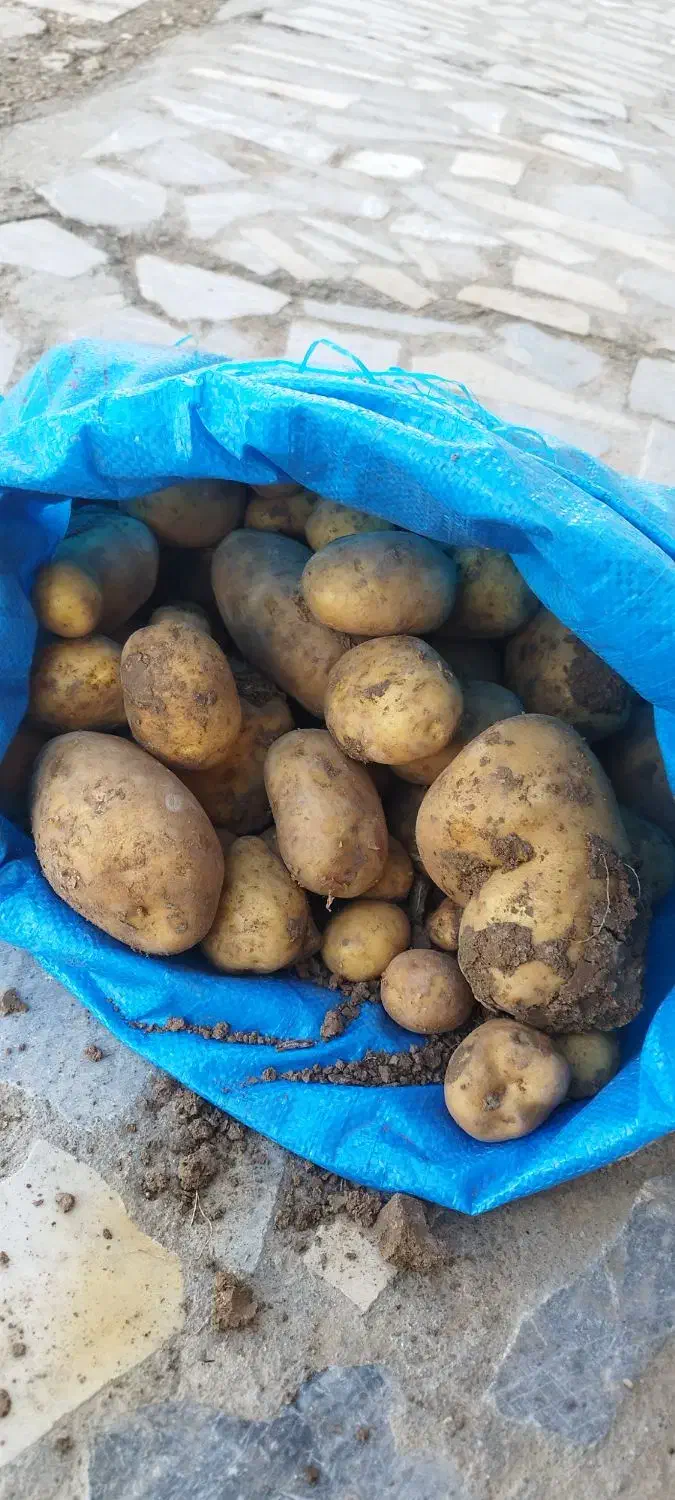 سیب زمینی|حراج|نهاوند, |دیوار