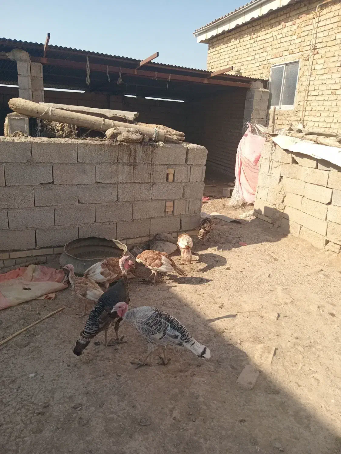 انبار الوم|حیوانات مزرعه|انبارآلوم, |دیوار