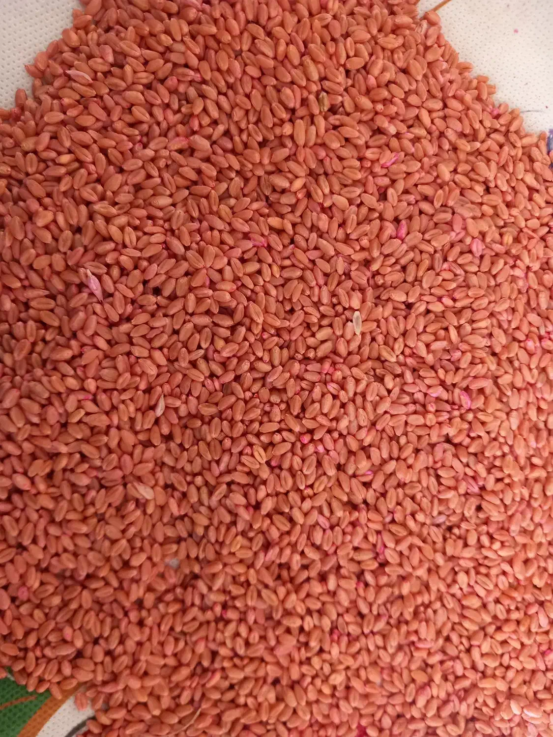 بذر گندم آبی(پیشگام)دیم(سرداری)|خدمات باغبانی و درختکاری|قروه, |دیوار