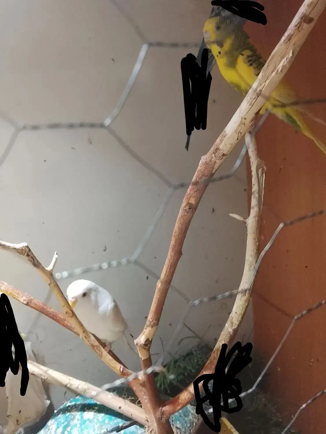 جفت مرغ عشق|پرنده|آبادان, |دیوار