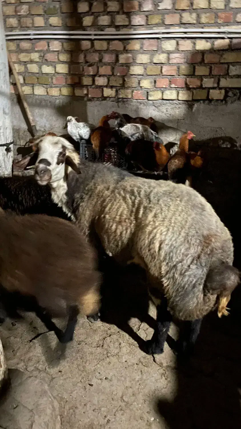 قوچ جوان و کاملا سلامت سرحال، نژاد افشار|حیوانات مزرعه|کوثر, |دیوار