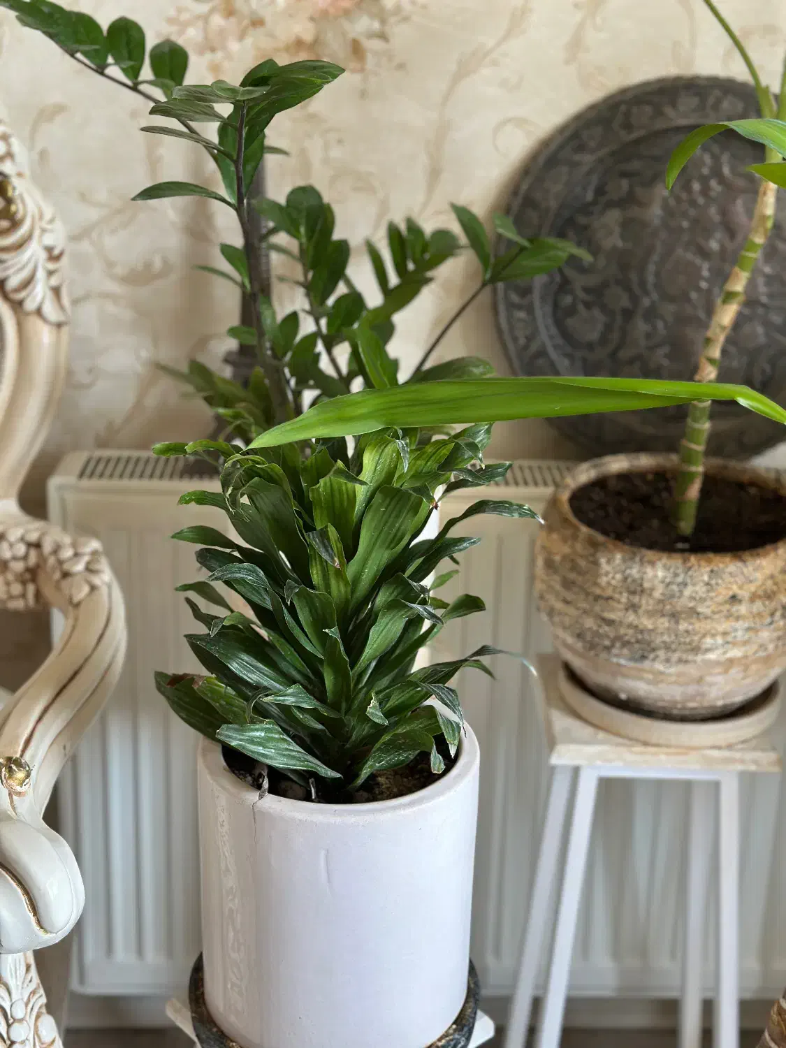 گل آپارتمانی همراه گلدون و پایه|گل و گیاه طبیعی|کرج, گوهردشت|دیوار