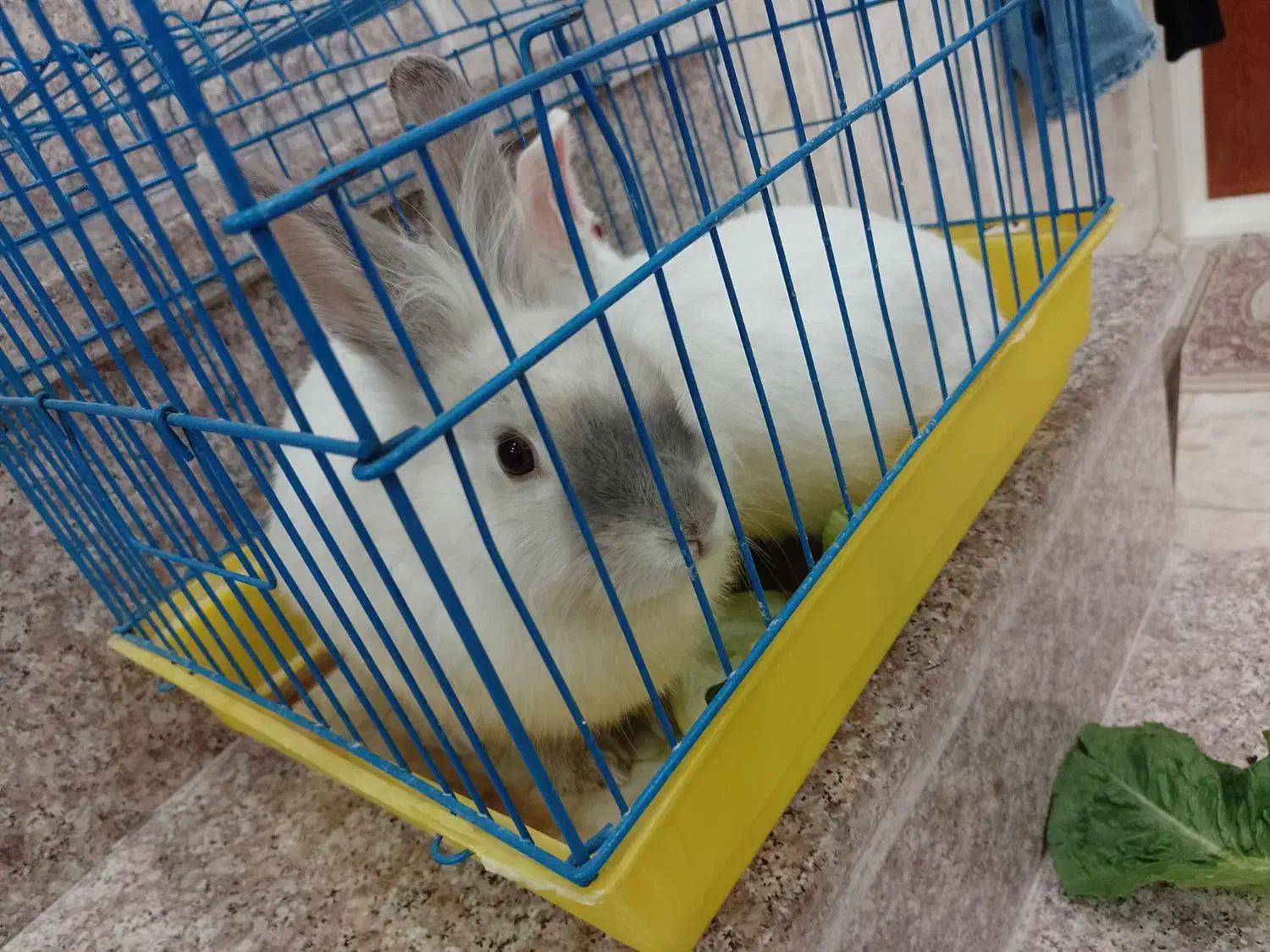 یه جفت خرگوش|موش و خرگوش|یزد, |دیوار