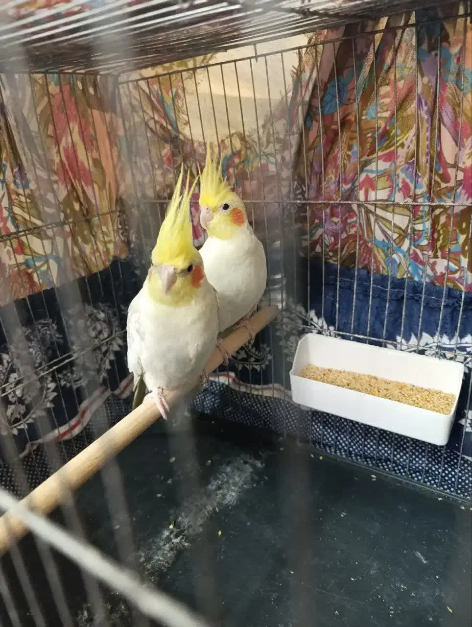 عروس هلندی|پرنده|آران و بیدگل, |دیوار