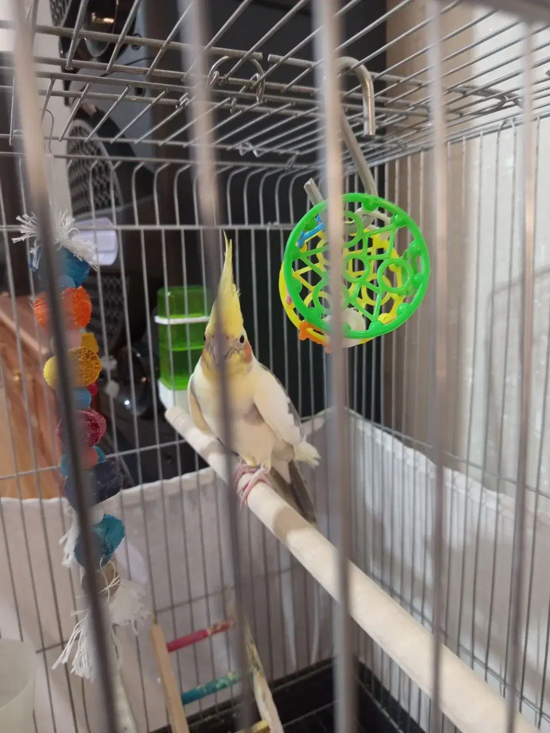 عروس هلندی نر و بسیار سر حال|پرنده|دماوند, گیلاوند|دیوار